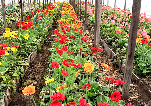 農業（花卉）のイメージ画像