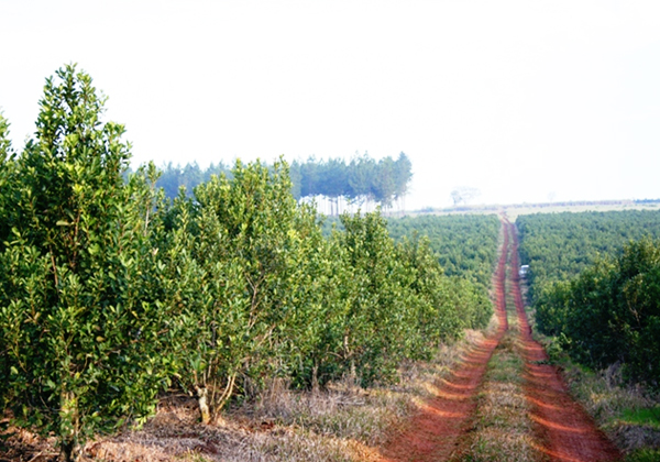 アルゼンチンの画像