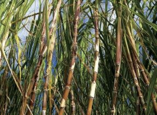 農業のイメージ画像