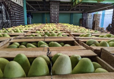 農業（フルーツ）のイメージ画像