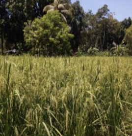 農業のイメージ画像