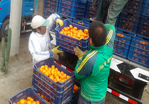 農業（みかん）のイメージ画像