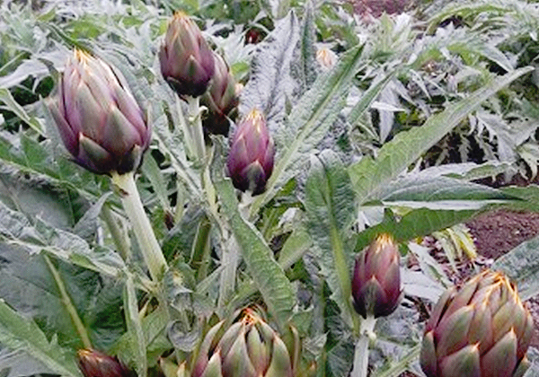 農業のイメージ画像